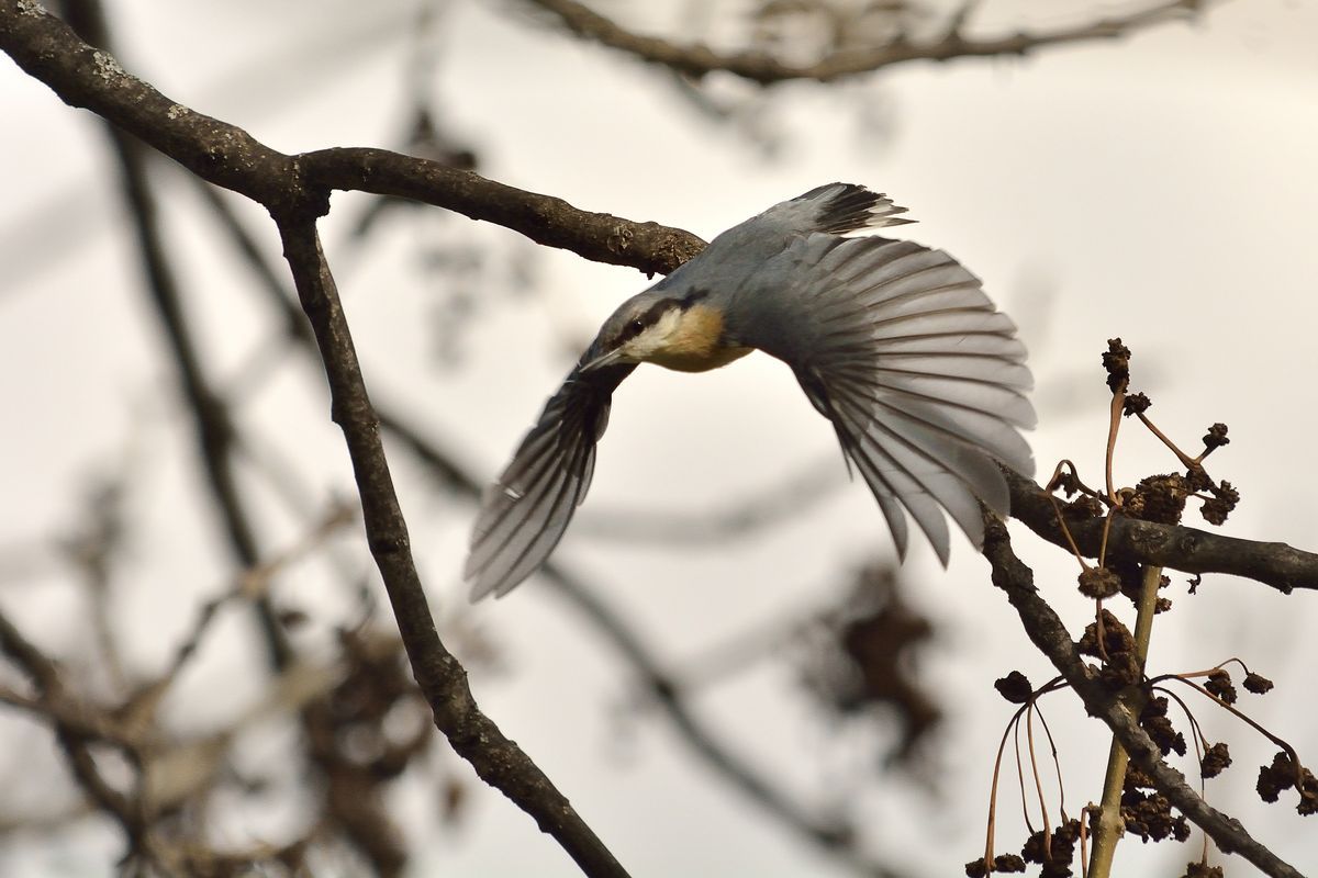 La Sittelle torchepot