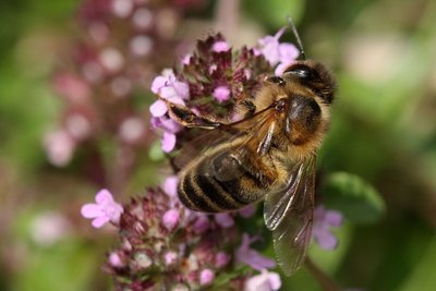 Abeille domestique