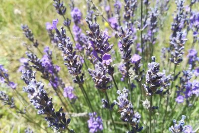 Lavande officinale