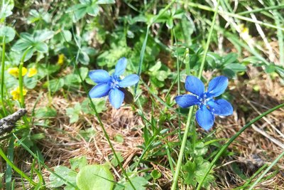 Gentiane Printanière en fleur