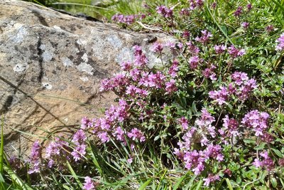 Thym serpolet en fleur