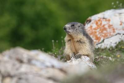 Marmotte