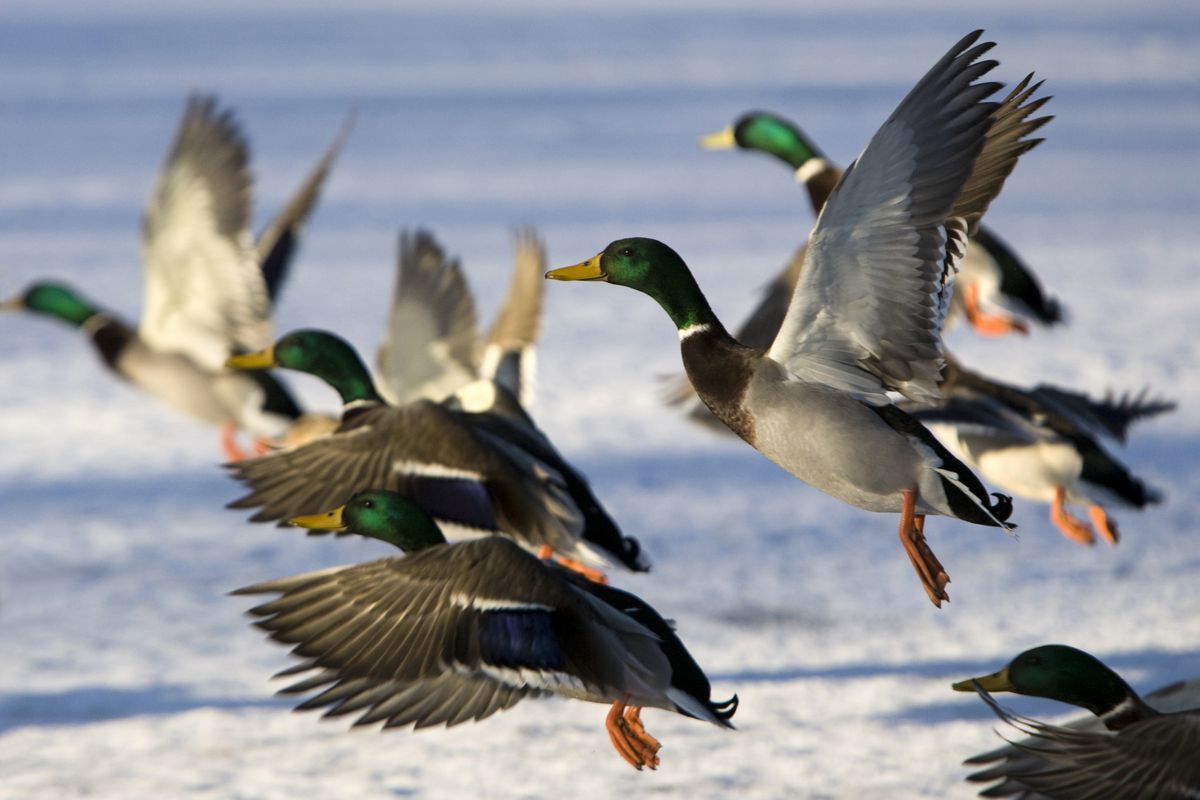 Le Canard colvert