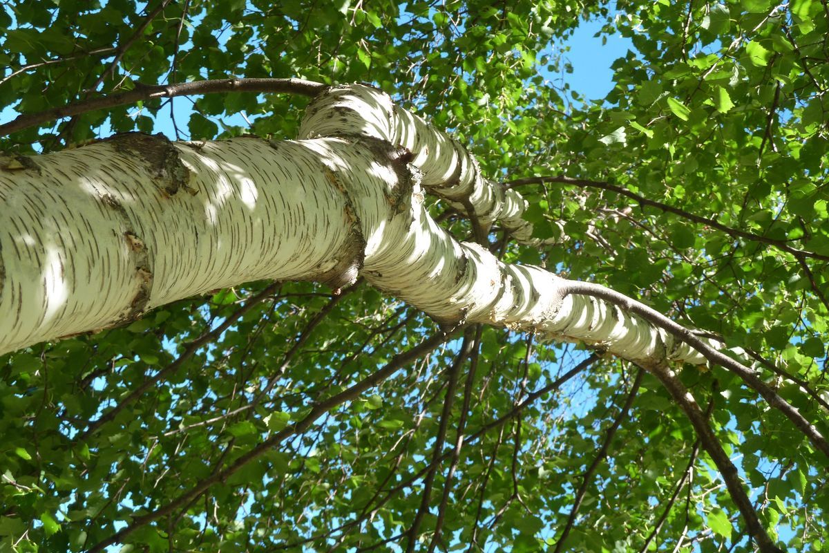 Bouleau verruqueux