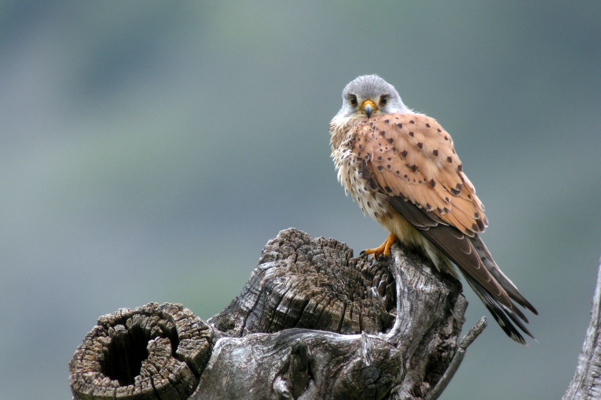 Faucon crécerelle