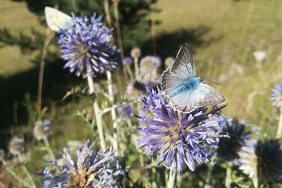 Papillon bleu azuré
