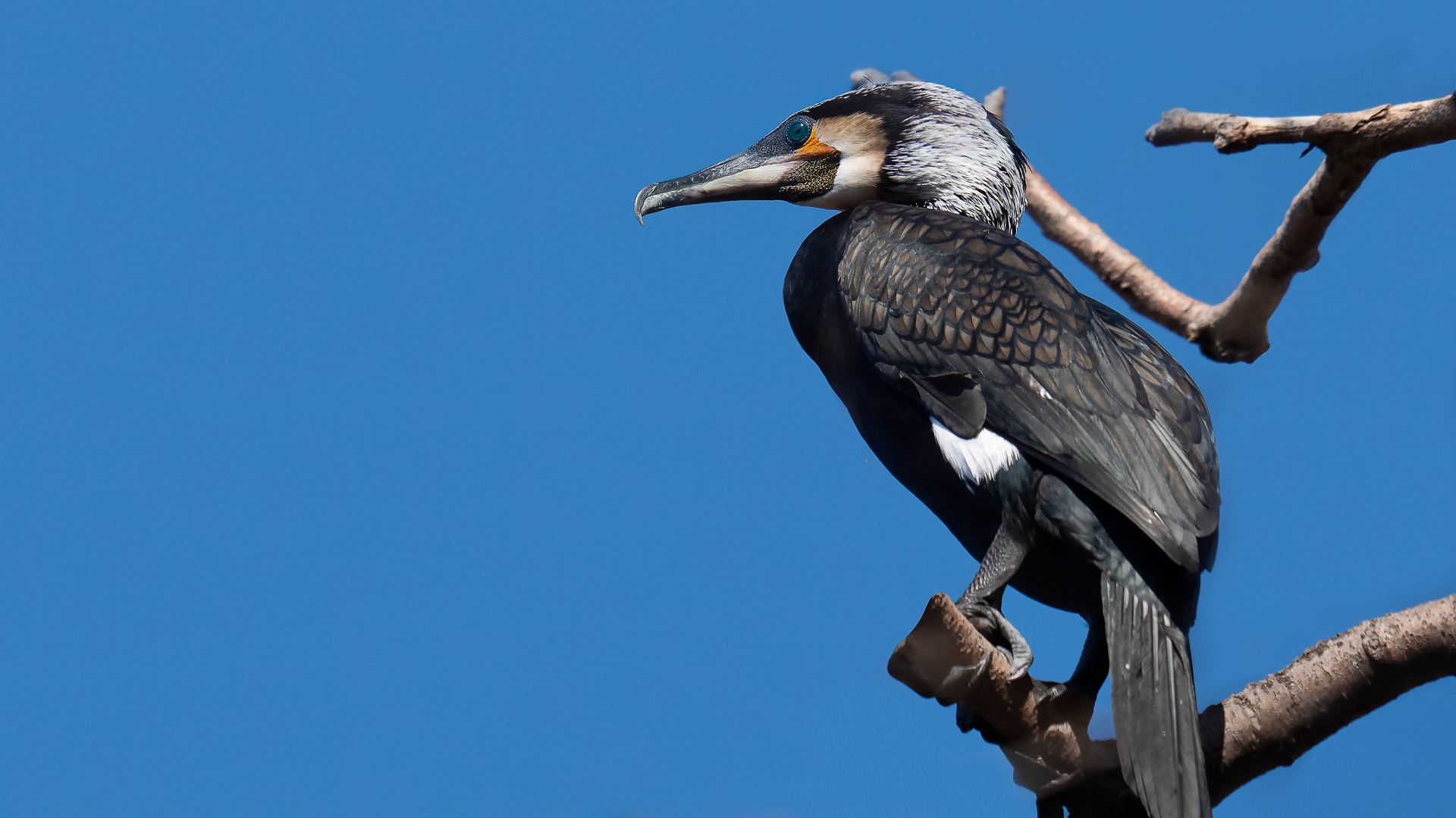 Grand Cormoran