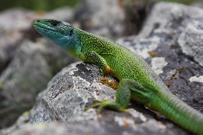 Lézard vert