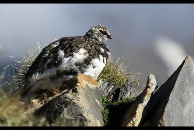 Lagopède alpin en été - mâle