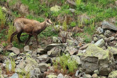 Chamois