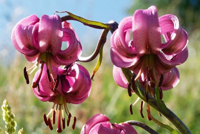 Lis Martagon de la Clarée