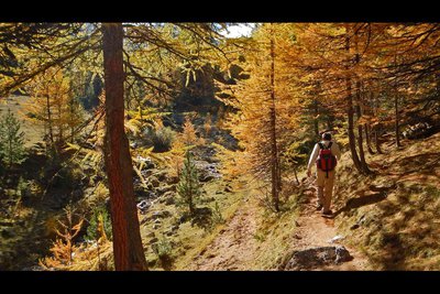 Le bois des Ayes et ses arbres centenaires
