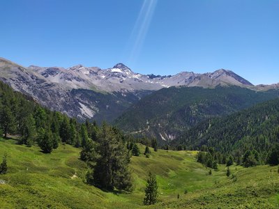 Les pins à crochets du massif de l'Izoard