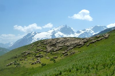 Troupeau des brebis vallon de la Buffe