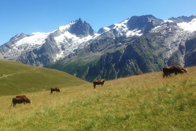 Vaches en pâturage sur Emparis