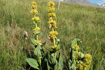 La grande Gentiane jaune