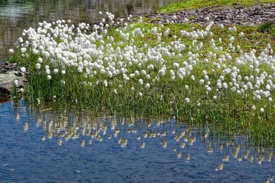 Linaigrettes en bord de lac