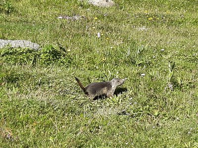 Une marmotte au seuil de son terrier