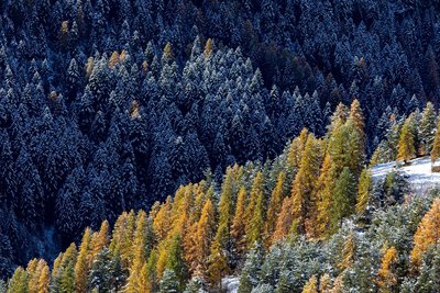 Première neige sur un mélézin en automne.