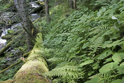 Mégaphorbiaie en sous-bois, proche d'un torrent.