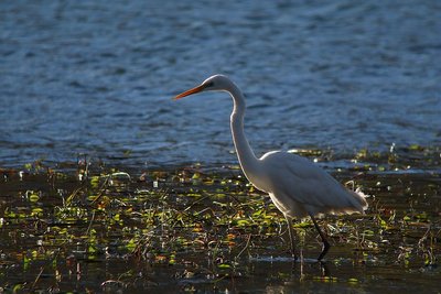 Grande aigrette