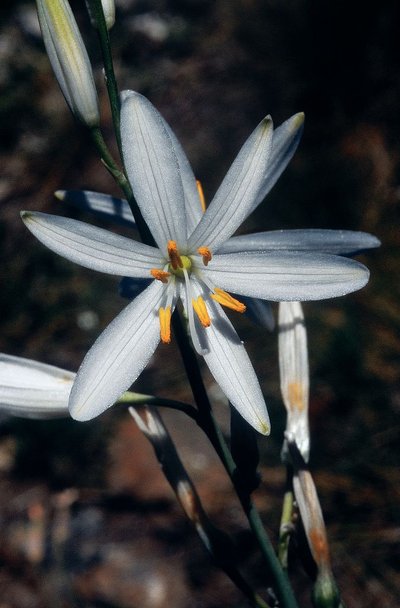 La phalangère à fleurs de lys