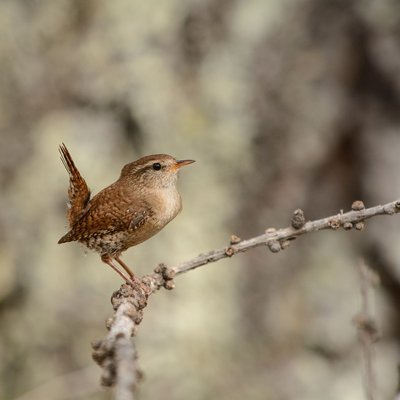 Troglodyte mignon