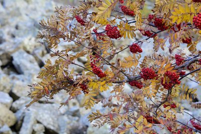 Sorbier des oiseleurs en fruit à l'automne