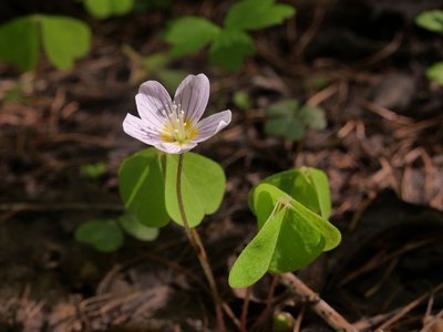 L'oxalis petite oseille