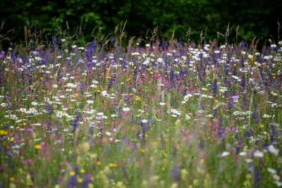 Prairie de fauche