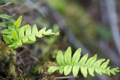 Le polypode des bois