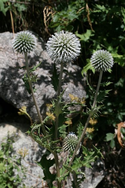 Echinops à tête ronde