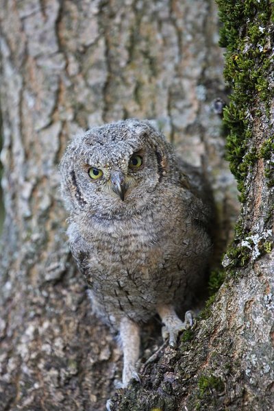 hibou petit duc