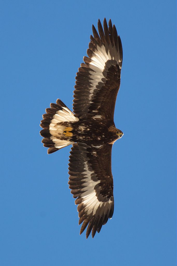 Aigle royal