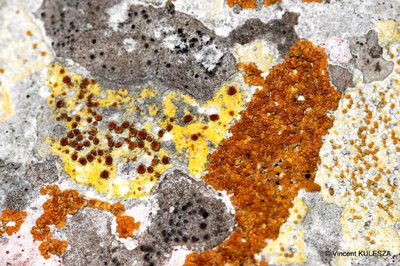 Lichen
