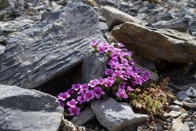 Saxifrage à feuilles opposées