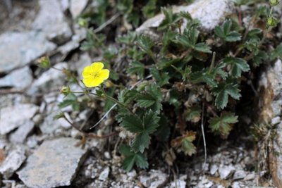 Potentille des frimas