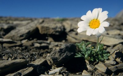 Marguerite des Alpes