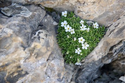 Androsace du Dauphiné