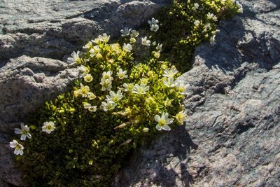 Céraiste à longs pédoncules