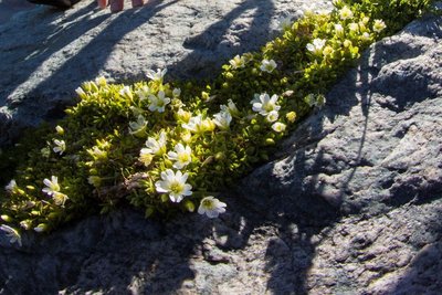 Céraiste pédonculé