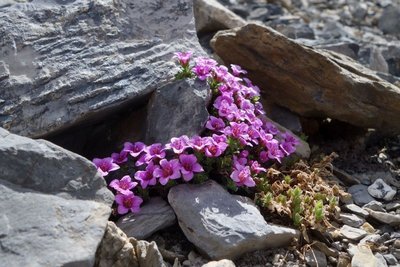 Saxifrage à feuilles opposées