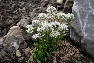 Cresson de chamois