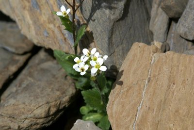 Arabette des Alpes