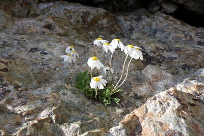 Marguerite des Alpes