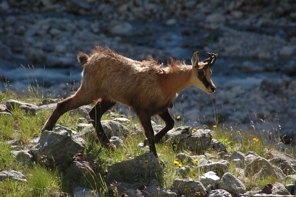 Chamois