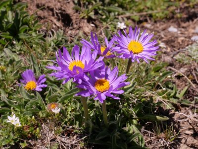 Aster des Alpes