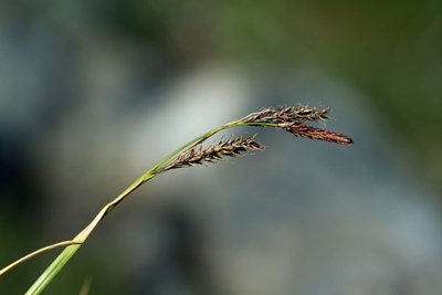 Laîche des frimas