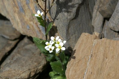 Arabette des Alpes