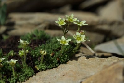 Saxifrage musquée